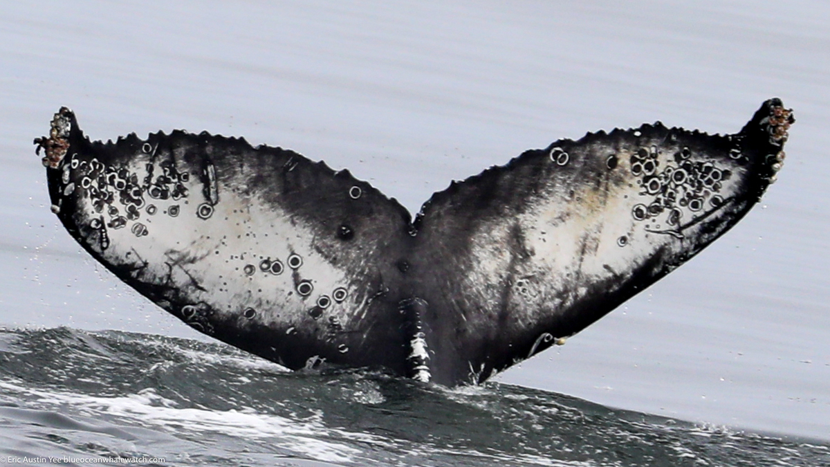 Fluke of HW-MN0503872