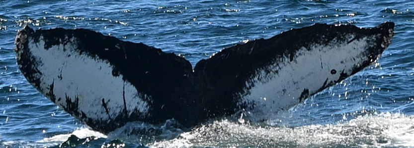 Fluke of HW-MN0503873