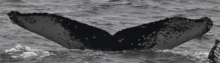 Fluke of HW-MN0503874