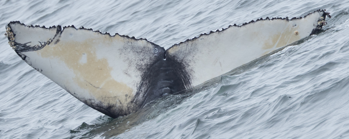 Fluke of 2024-2025 calf of Grumpy