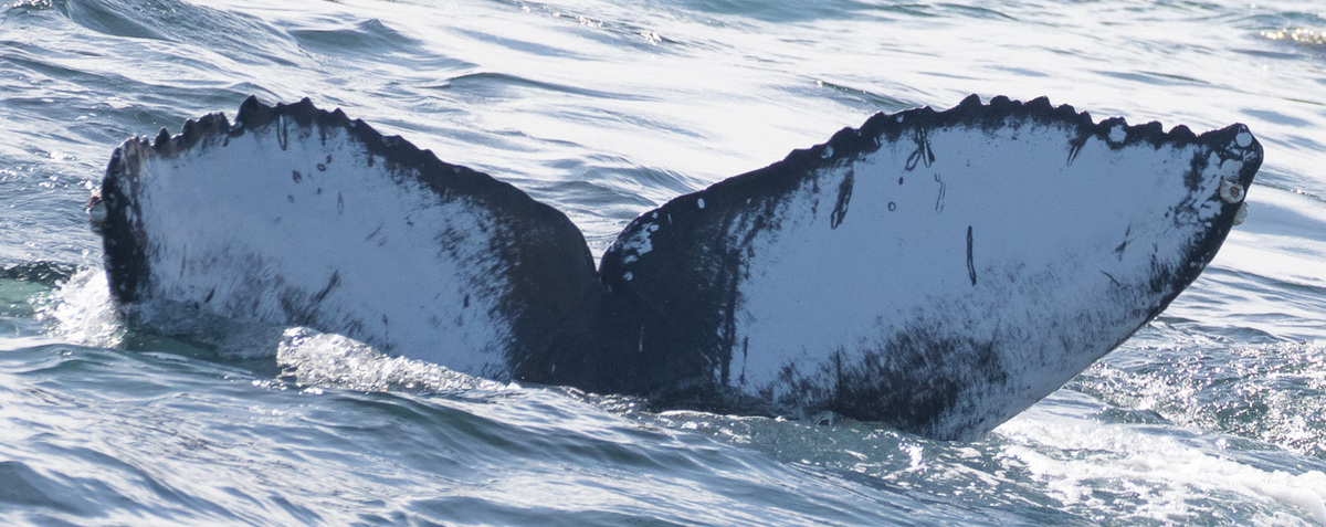 Fluke of Clover (California)