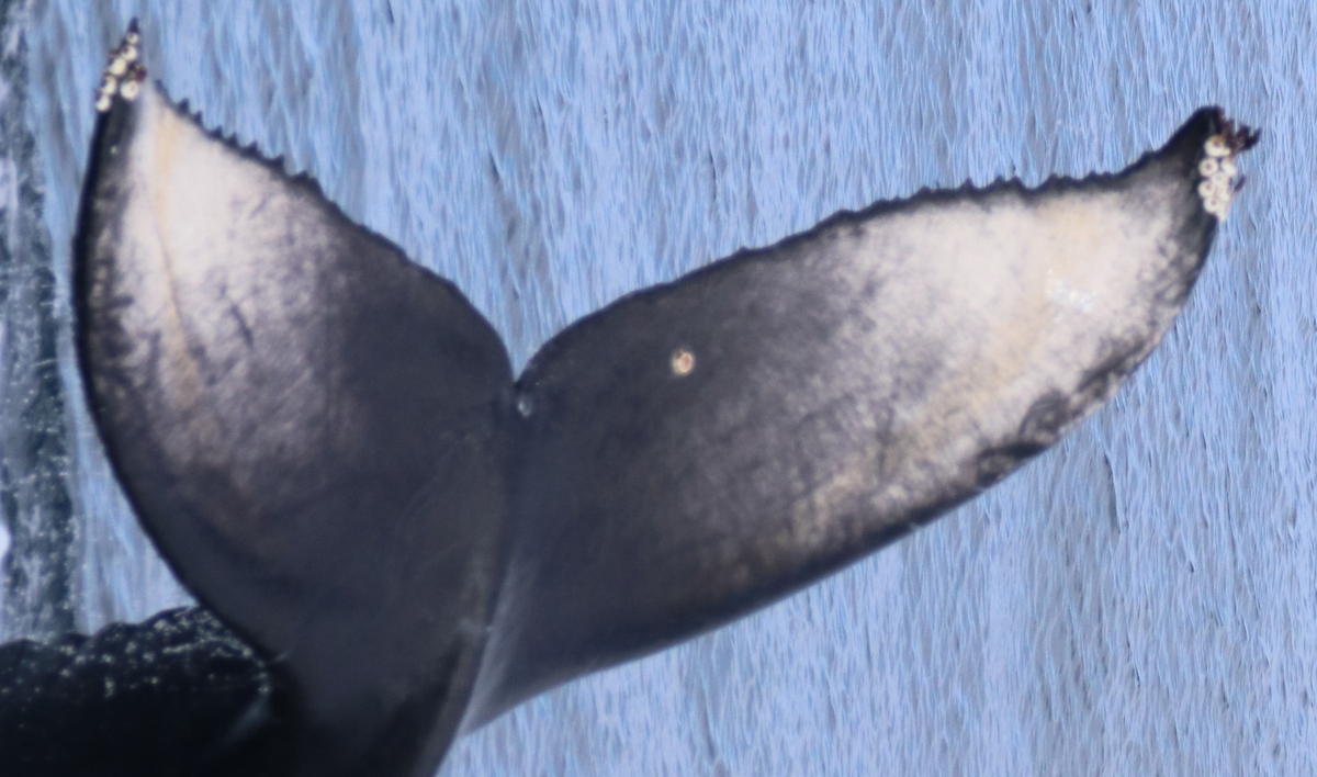 Fluke of HW-MN0503883