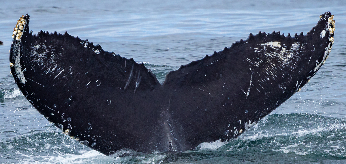 Fluke of HW-MN0503884