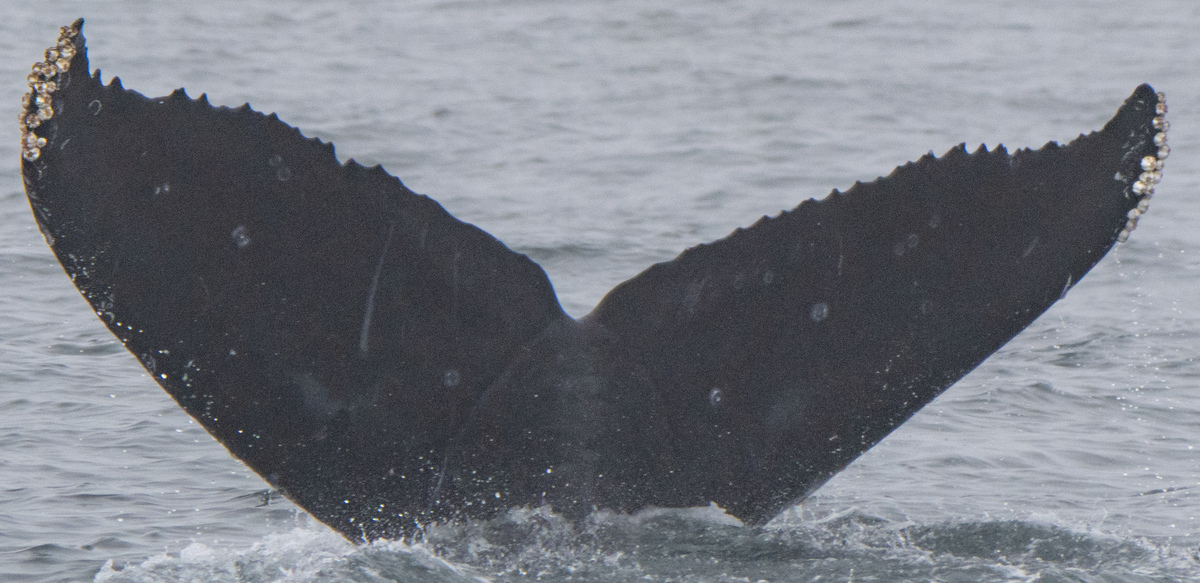 Fluke of CRC-23130