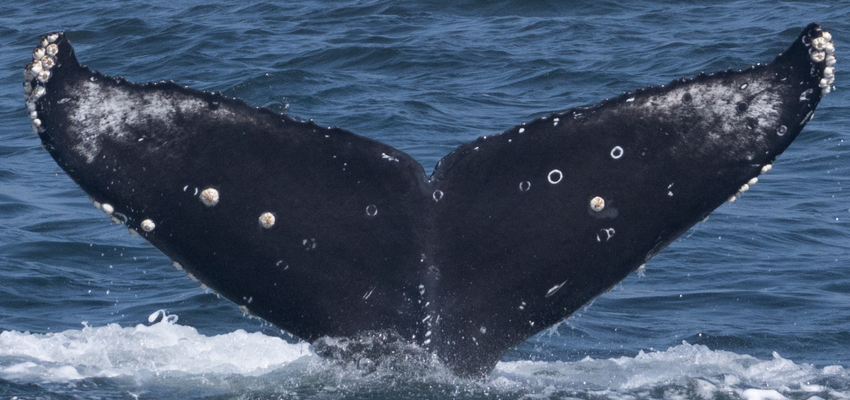 Fluke of CRC-23129