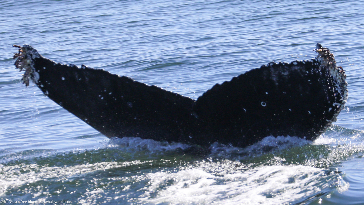 Fluke of HW-MN0503896