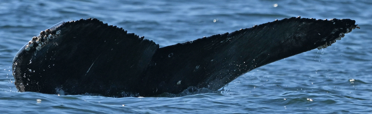 Fluke of HW-MN0503897