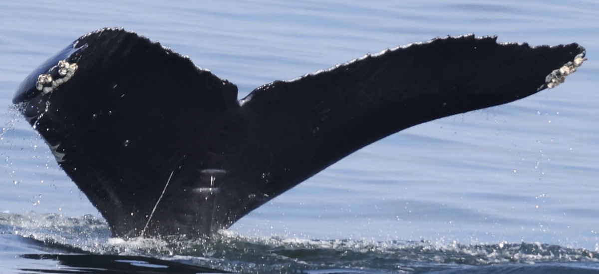 Fluke of HW-MN0503899