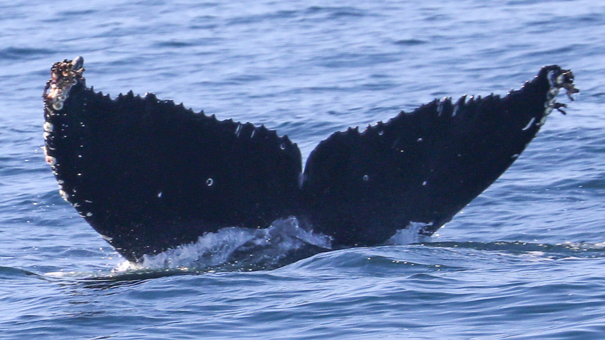 Fluke of HW-MN0503900