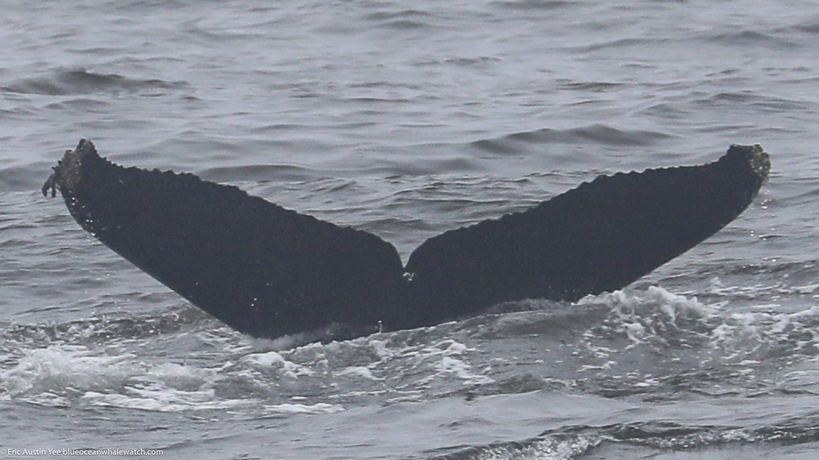 Fluke of CRC-23127