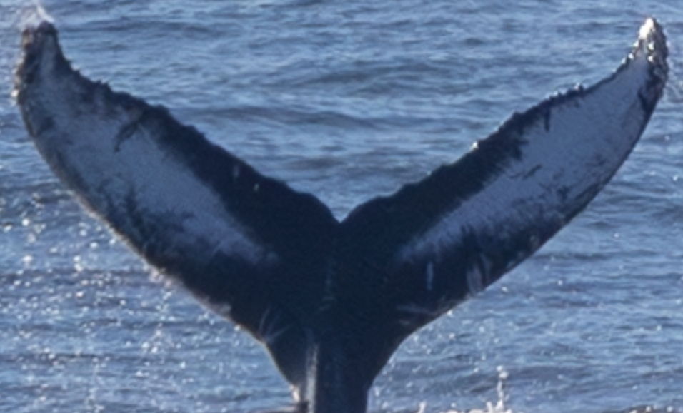 Fluke of HW-MN0503916