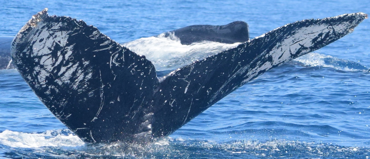 Fluke of FIBB-4BB173