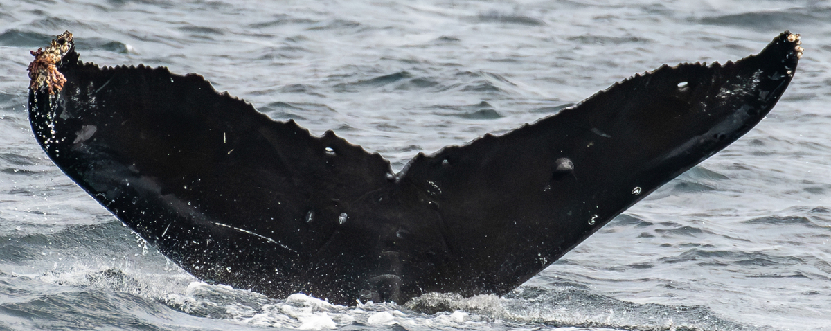 Fluke of HW-MN0510891