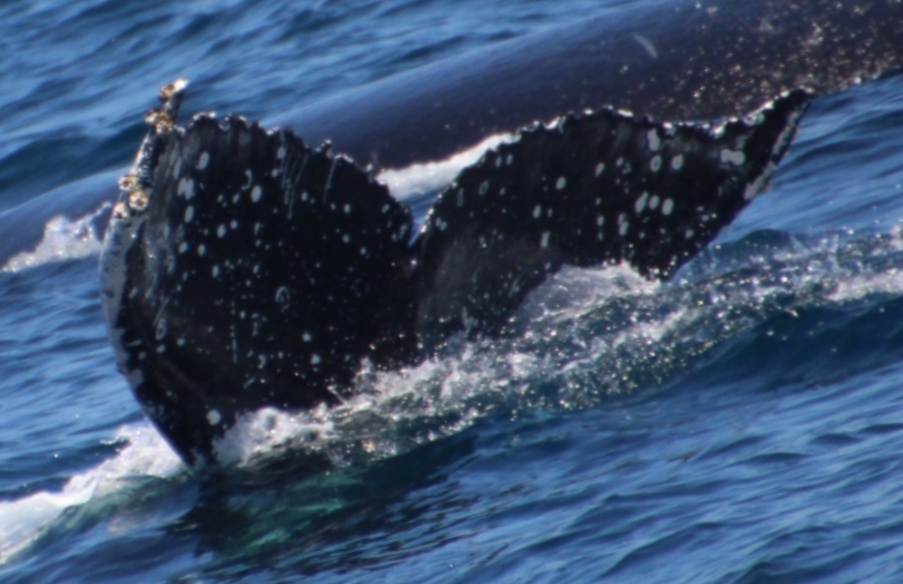 Fluke of HW-MN0503927
