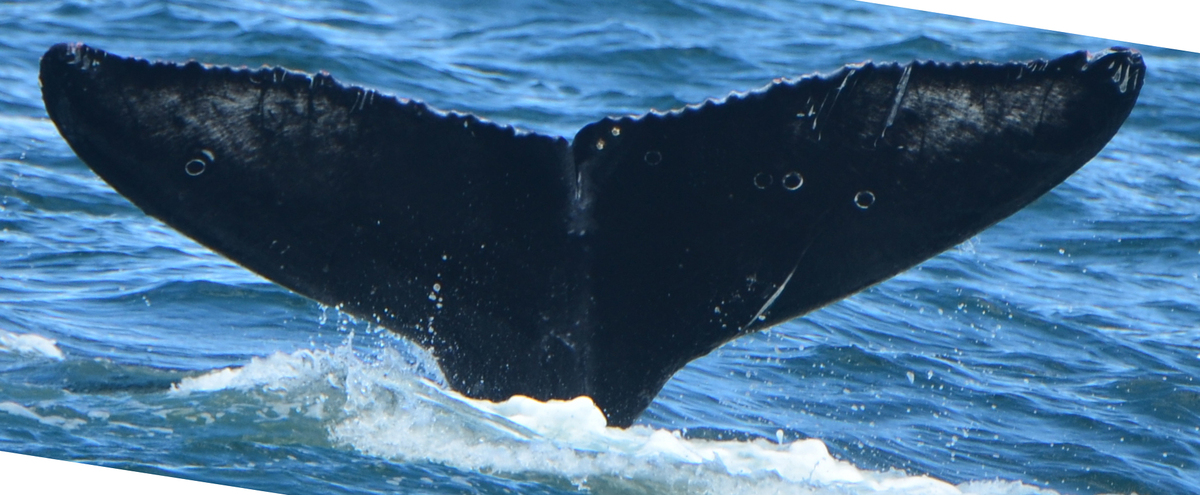 Fluke of HW-MN0503930