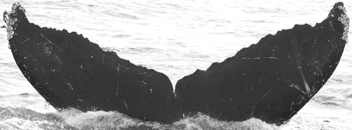 Fluke of CRC-11618