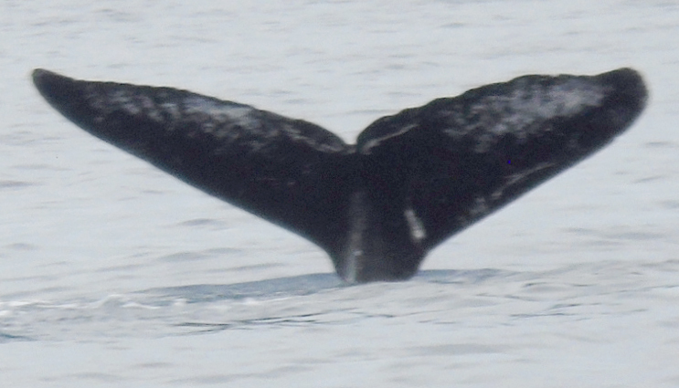 Fluke of Old Timer (Frederick Sound)