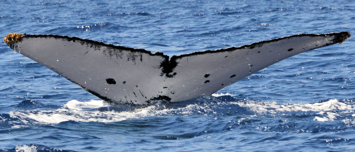 Fluke of HW-MN0440419