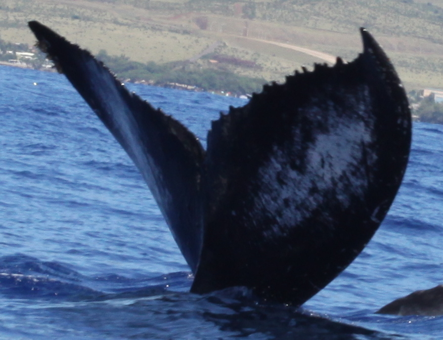Fluke of Лэ (RCHP)