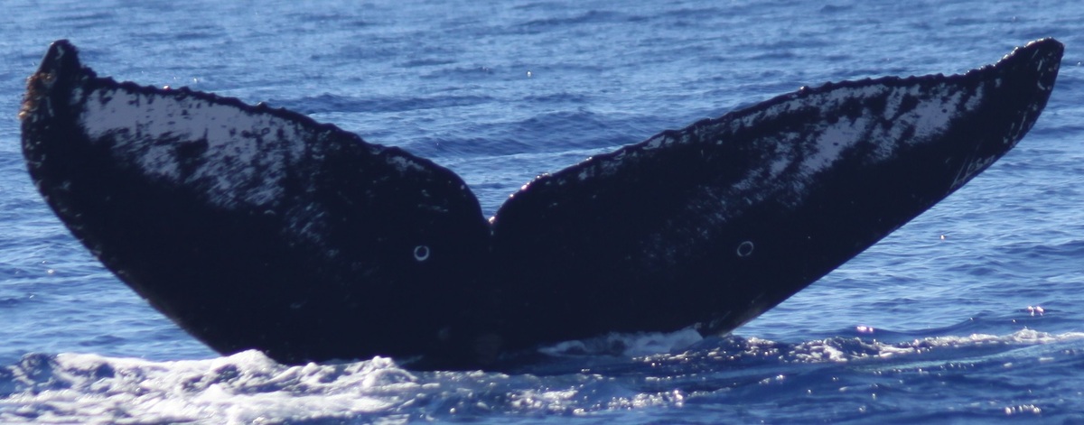 Fluke of HW-MN0440423