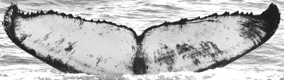 Fluke of CRC-10720