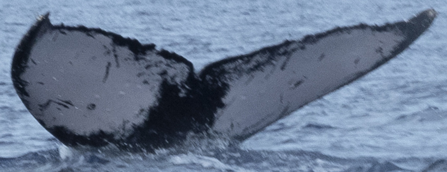 Fluke of Duke (RCHP)