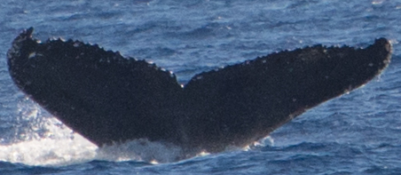 Fluke of HW-MN0440429