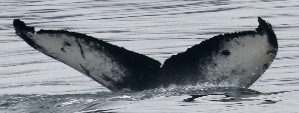 Fluke of HW-MN0104449