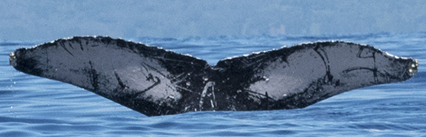 Fluke of HW-MN0440432