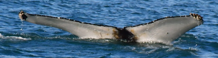 Fluke of Magic (Husavik)