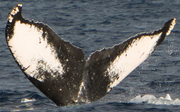 Fluke of HW-MN0440439