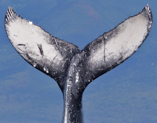 Fluke of HW-MN0440441