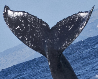 Fluke of HW-MN0440442