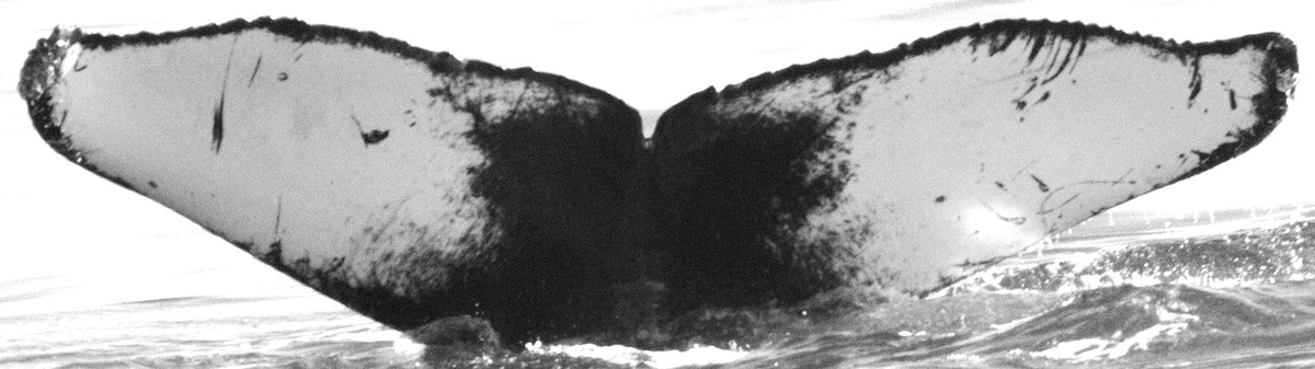 Fluke of Flag (California)