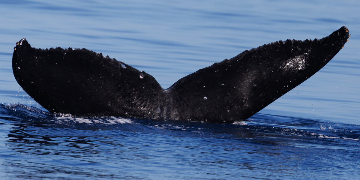 Fluke of HW-MN0440445