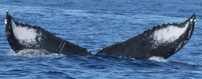 Fluke of HW-MN0440447