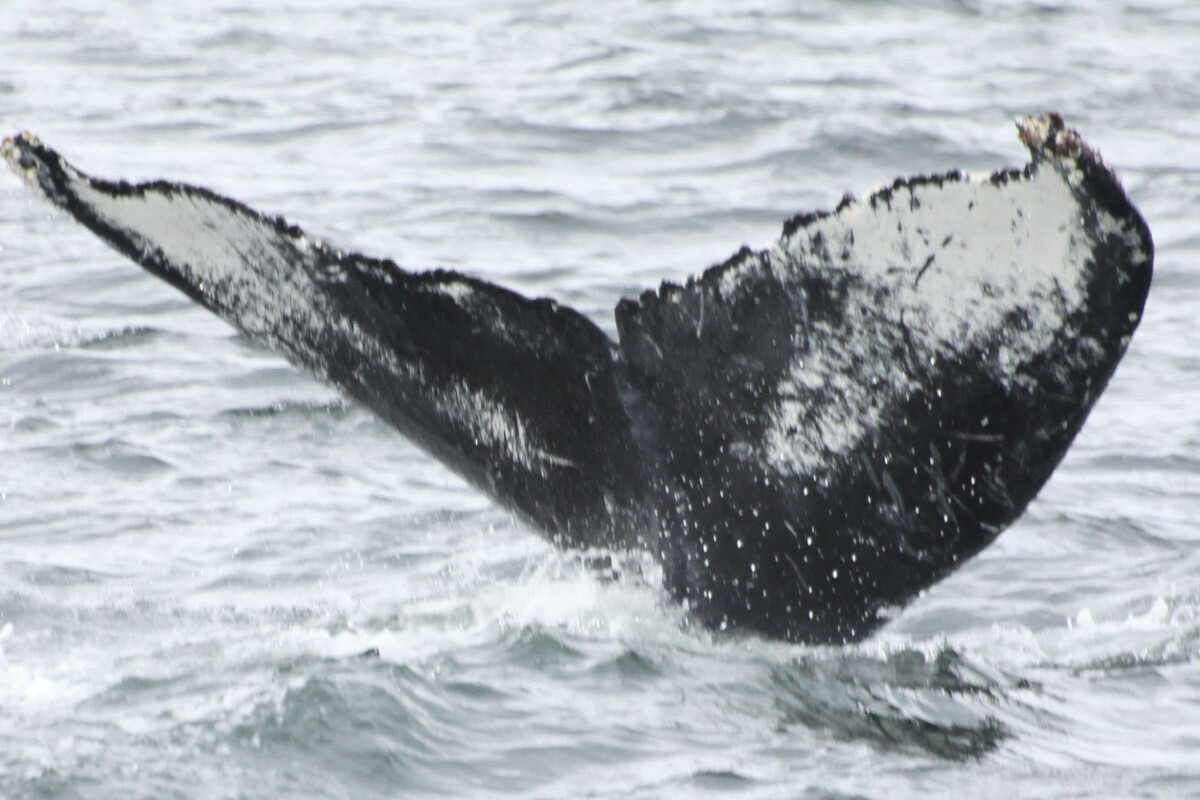 Fluke of BCZ0124