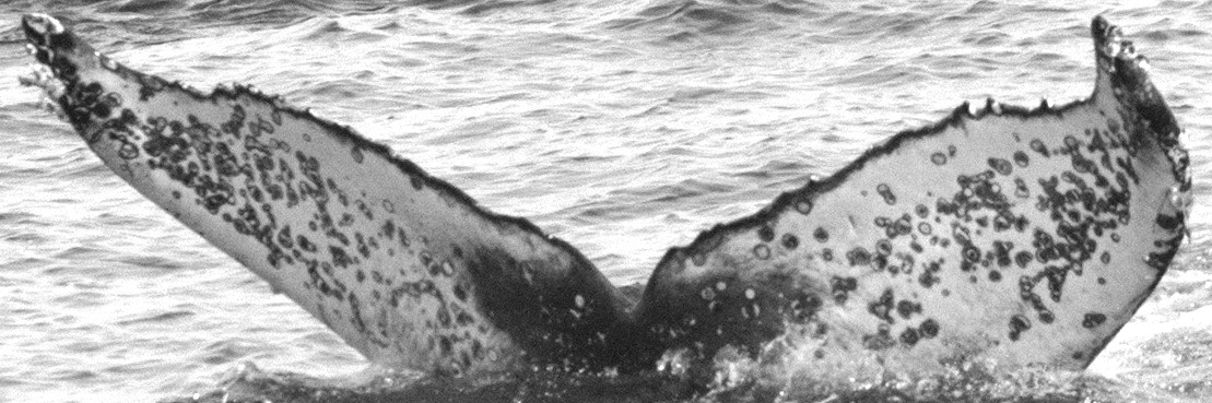 Fluke of CRC-15880