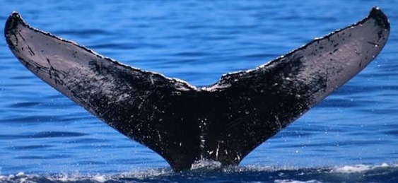 Fluke of HW-MN0440456