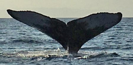Fluke of Mana (Hawaii)