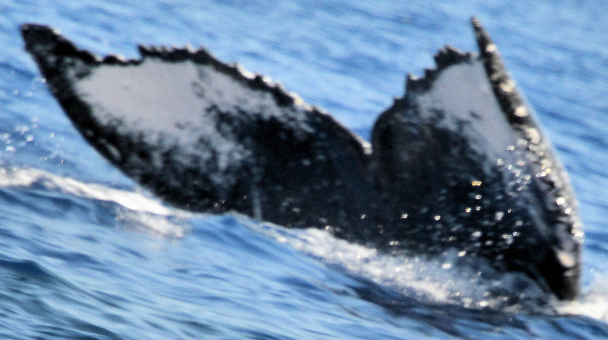 Fluke of HW-MN0440463
