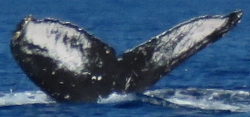 Fluke of BCY0580