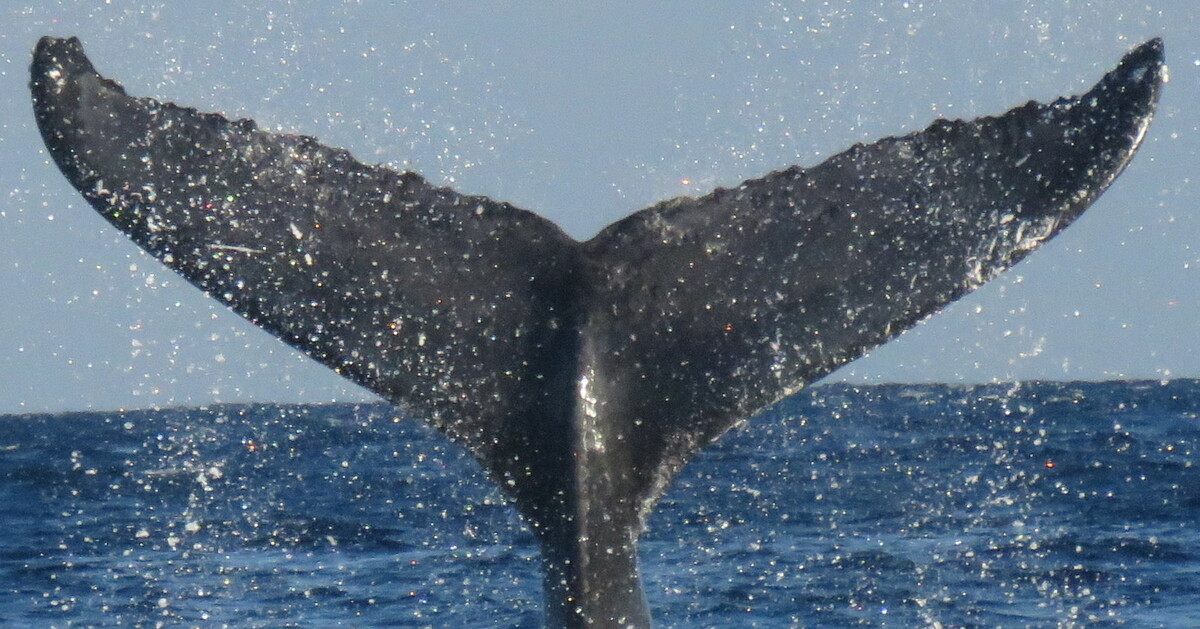 Fluke of HW-MN0440468