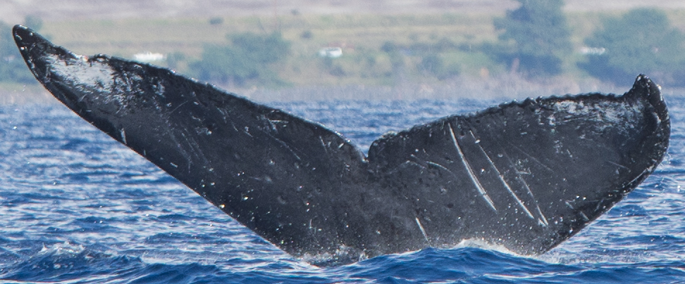 Fluke of HW-MN0440469