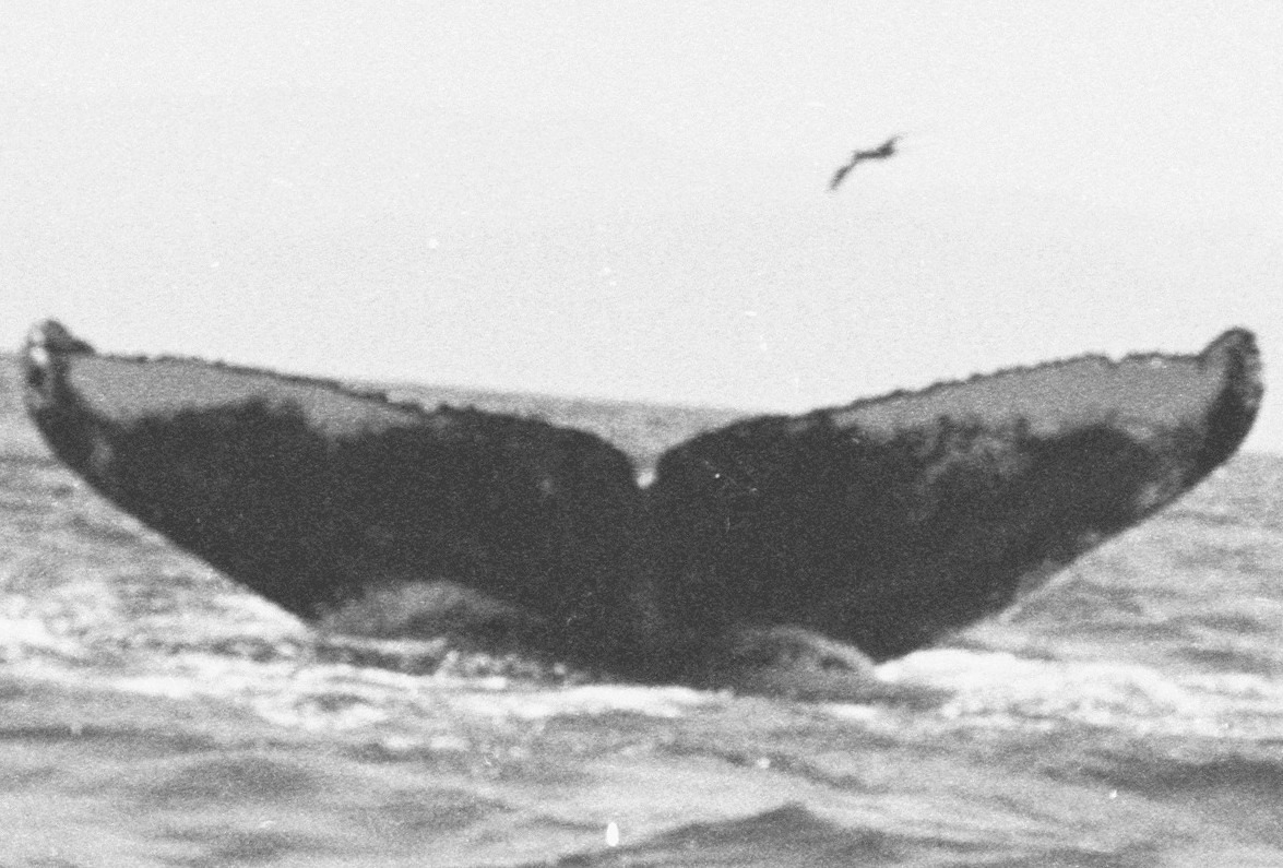 Fluke of FIBB-4BB133