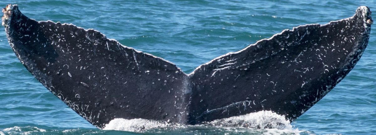 Fluke of CRC-17767
