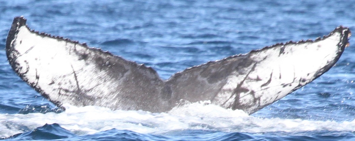 Fluke of CRC-20443