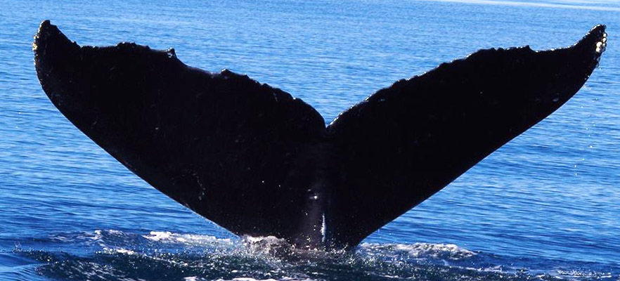 Fluke of Cinder (Juan de Fuca)
