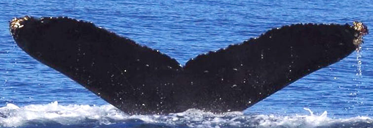 Fluke of Cormorant (BC)