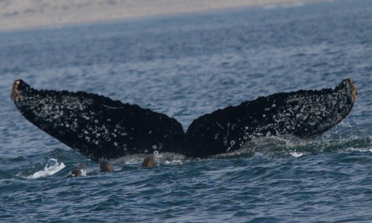 Fluke of CRC-15791